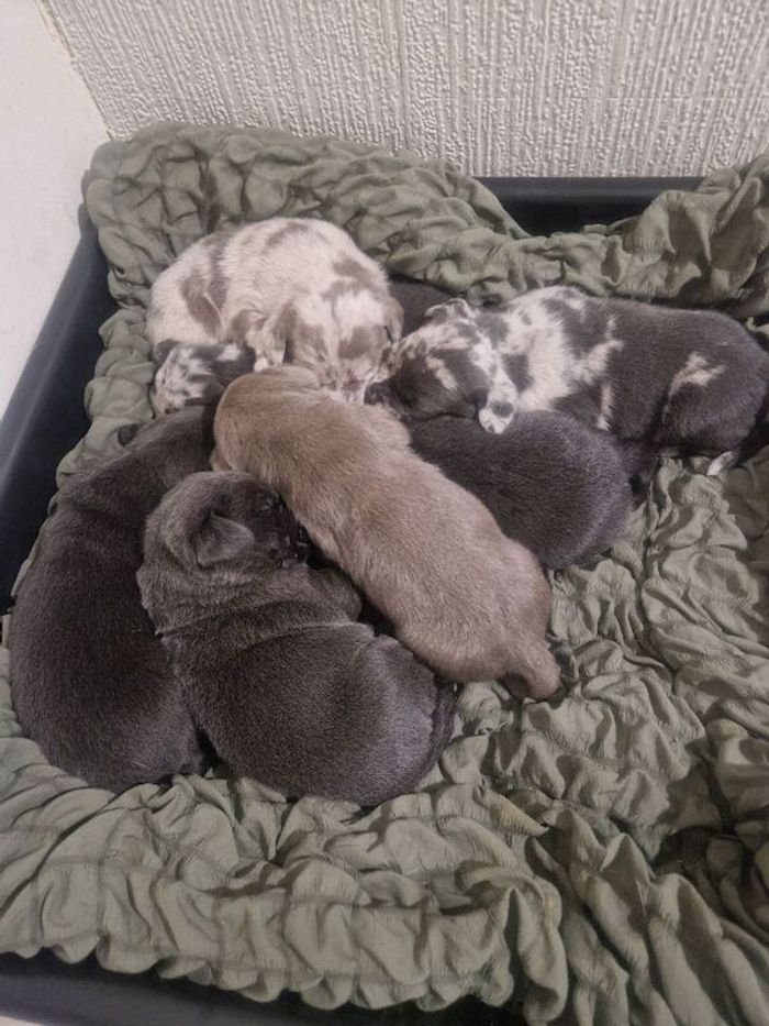 Labrador Retriever puppies for sale in Walsall, West Midlands – 3 weeks old