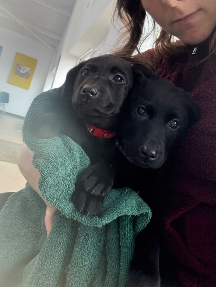 Labrador Retriever puppies for sale in Llangollen, Clwyd – 10 weeks old
