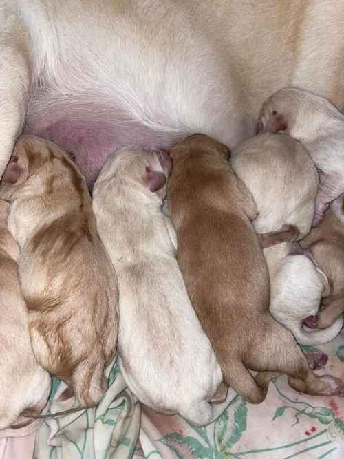 Labrador puppies available £750 for sale in Stockport, Greater Manchester