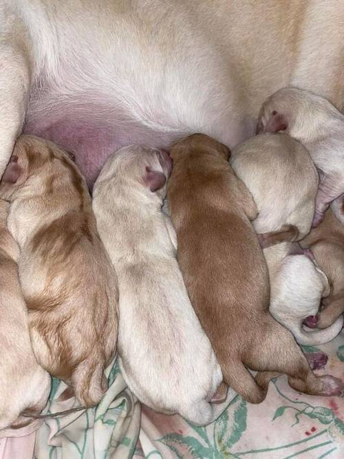 Labrador puppies available £750 for sale in Stockport, Greater Manchester - Image 1