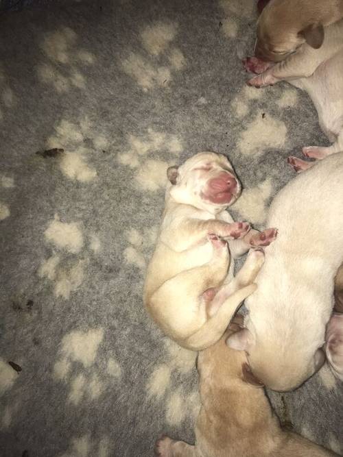 Labrador puppies available £750 for sale in Stockport, Greater Manchester - Image 2