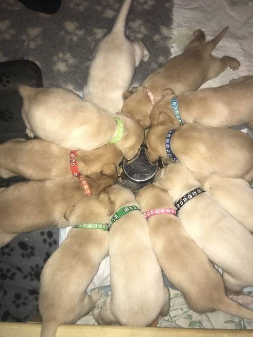 Labrador puppies available £750 for sale in Stockport, Greater Manchester - Image 3