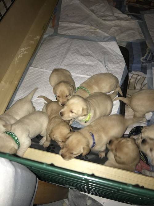 Labrador puppies available £750 for sale in Stockport, Greater Manchester - Image 4