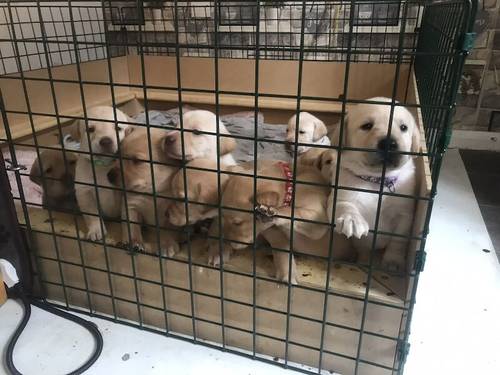 Labrador puppies available £750 for sale in Stockport, Greater Manchester - Image 6