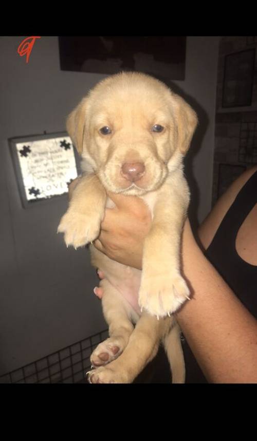 Labrador puppies available £750 for sale in Stockport, Greater Manchester - Image 7