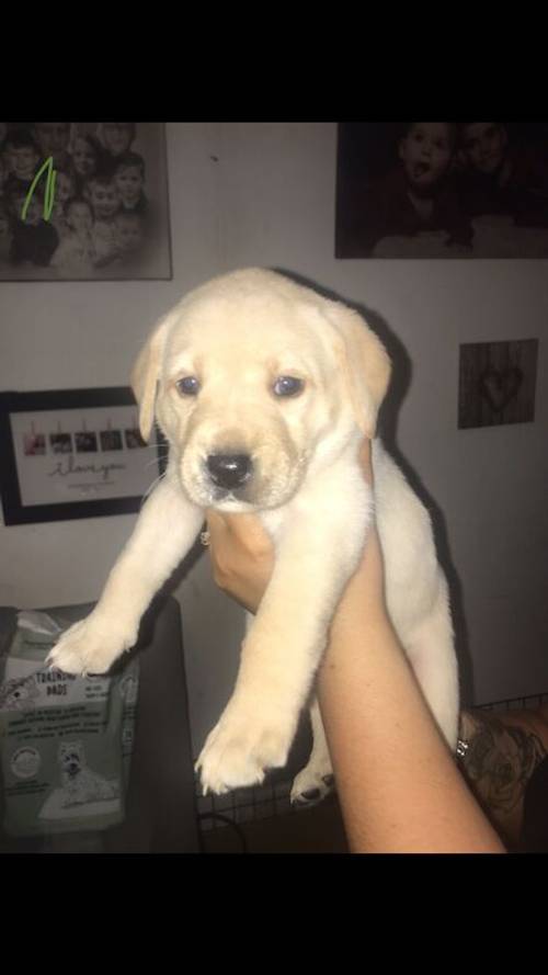 Labrador puppies available £750 for sale in Stockport, Greater Manchester - Image 8