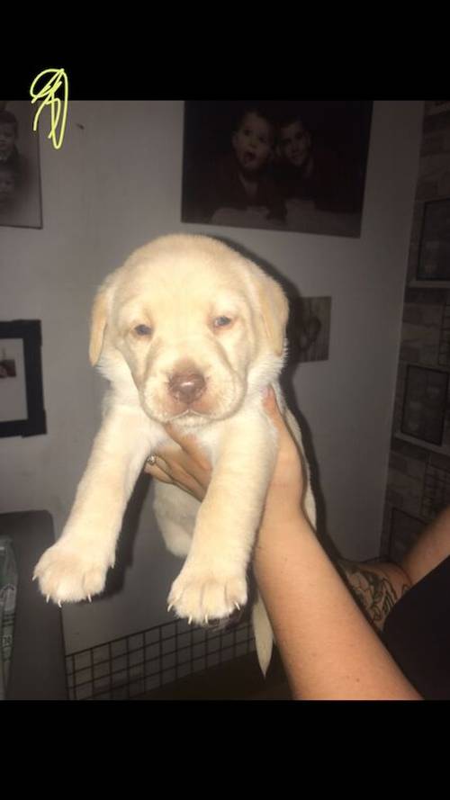 Labrador puppies available £750 for sale in Stockport, Greater Manchester - Image 9