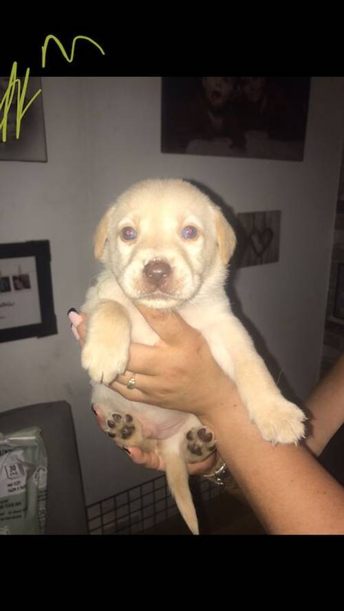 Labrador puppies available £750 for sale in Stockport, Greater Manchester - Image 10