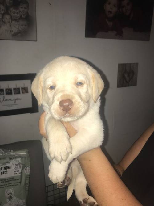 Labrador puppies available £750 for sale in Stockport, Greater Manchester - Image 11