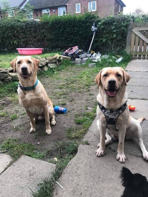 Labrador puppies available £750 for sale in Stockport, Greater Manchester - Image 12