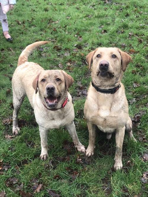 Labrador puppies available £750 for sale in Stockport, Greater Manchester - Image 14