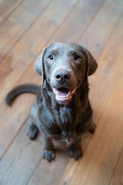 Labrador Puppies born 13th December 2025 for sale in Winchester, Hampshire | Image 2