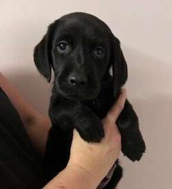 Labrador Puppies born 13th December 2025 for sale in Winchester, Hampshire | Image 3