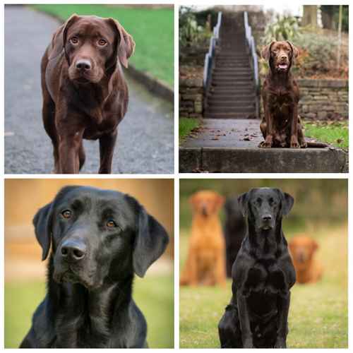 Labrador Puppies- BOTH PARENTS 0/0 PERFECT SCORES, ALL CLEAR HEALTH TESTS for sale in Hoyland, South Yorkshire