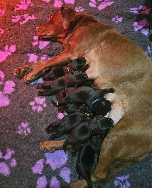 Labrador Puppies- BOTH PARENTS 0/0 PERFECT SCORES, ALL CLEAR HEALTH TESTS for sale in Hoyland, South Yorkshire - Image 4