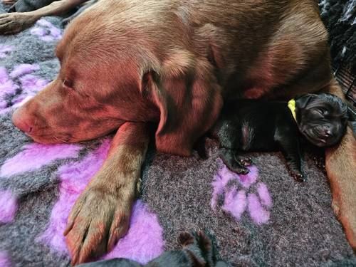 Labrador Puppies- BOTH PARENTS 0/0 PERFECT SCORES, ALL CLEAR HEALTH TESTS for sale in Hoyland, South Yorkshire - Image 6