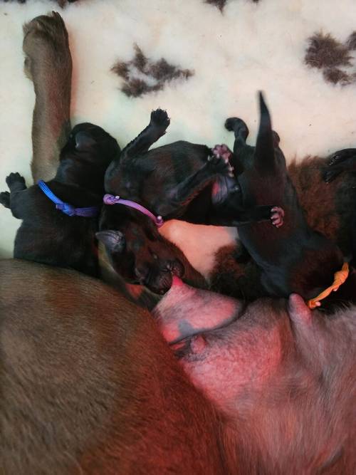 Labrador Puppies- BOTH PARENTS 0/0 PERFECT SCORES, ALL CLEAR HEALTH TESTS for sale in Hoyland, South Yorkshire - Image 7