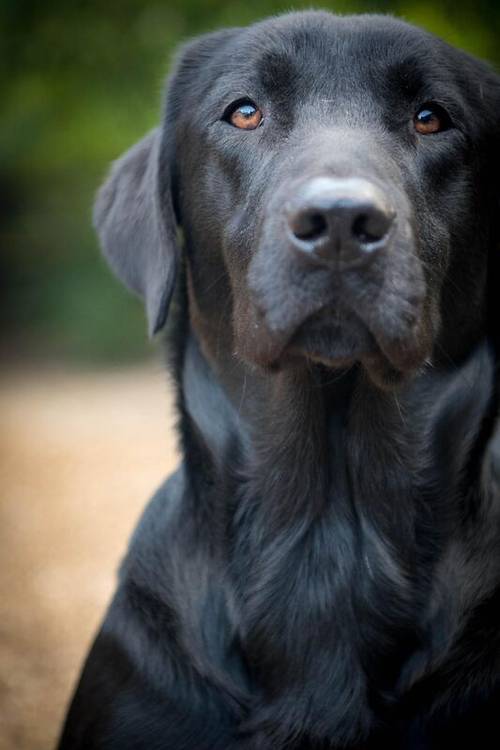 Labrador Puppies- BOTH PARENTS 0/0 PERFECT SCORES, ALL CLEAR HEALTH TESTS for sale in Hoyland, South Yorkshire - Image 8