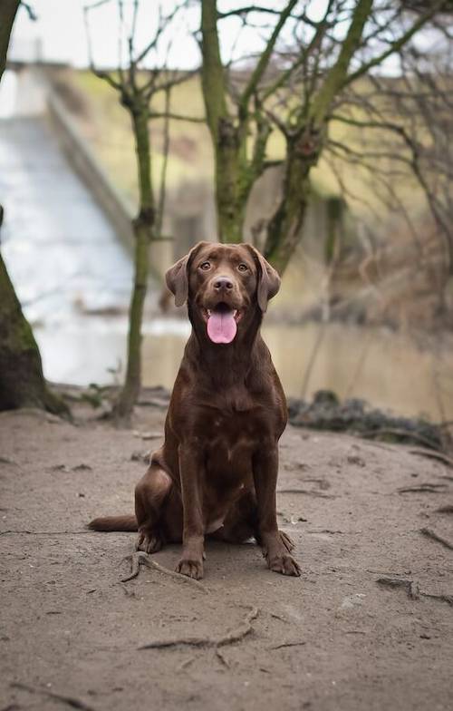 Labrador Puppies- BOTH PARENTS 0/0 PERFECT SCORES, ALL CLEAR HEALTH TESTS for sale in Hoyland, South Yorkshire - Image 9