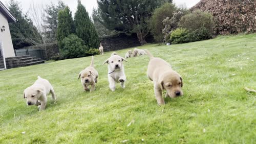 Labrador puppies - bred by Vet and Vet Nurse for sale in Douglas and Angus, Dundee City