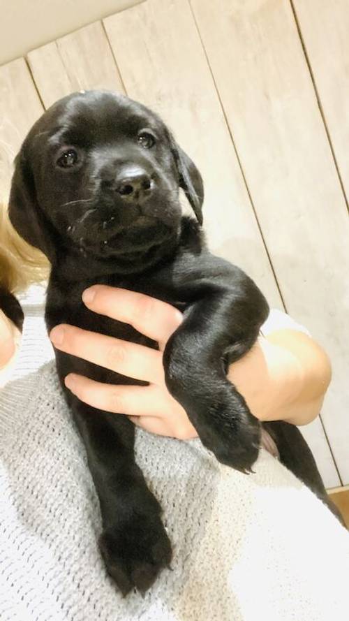 Labrador Puppies - Drakeshead Lines - KC Registered for sale in Clitheroe, Lancashire - Image 1