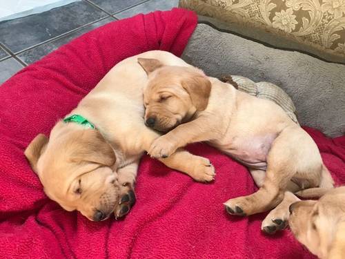 Labrador puppy Field Trial Champ pedigree KC reg for sale in Leighton Buzzard, Bedfordshire - Image 3