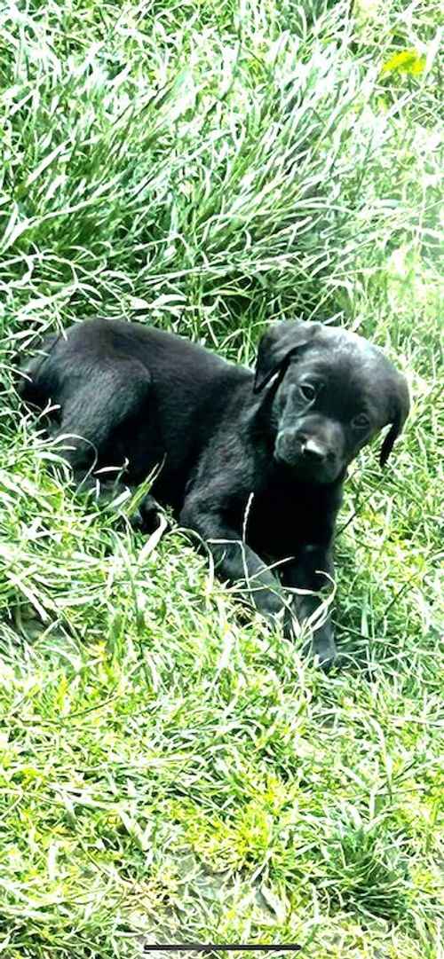 Labrador puppies 🩷💙 FINAL 1 for sale in Wigan, Greater Manchester