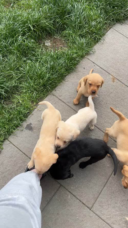 Labrador puppies 🩷💙 FINAL 2 for sale in Wigan, Greater Manchester