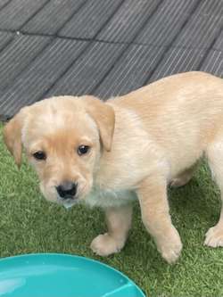Labrador puppies 2 girls left for sale in Burton upon Trent, Staffordshire | Image 2