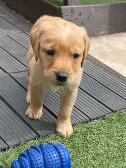 Labrador puppies 2 girls left for sale in Burton upon Trent, Staffordshire | Image 3