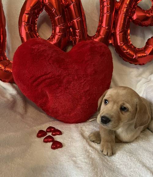 Labrador puppies for sale in Swansea - Image 8