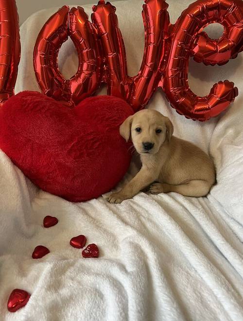 Labrador puppies for sale in Swansea - Image 12