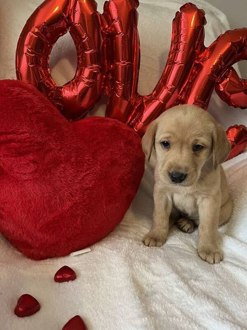 Labrador puppies for sale in Swansea - Image 5