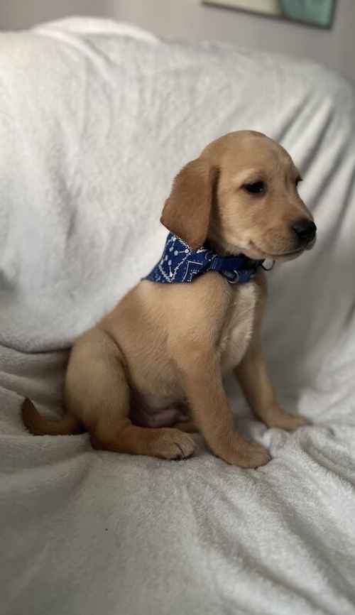 Labrador puppies for sale in Swansea