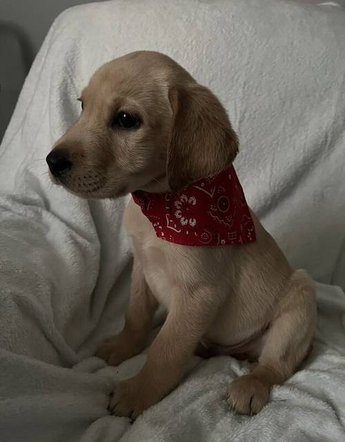 Labrador puppies for sale in Swansea - Image 4