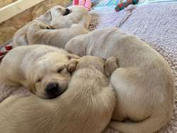 Labrador Puppies For Sale in Derbyshire | Image 2