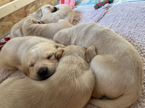 Labrador Puppies For Sale in Derbyshire - Image 2