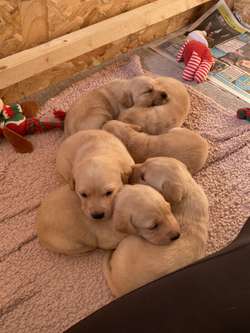 Labrador Puppies For Sale in Derbyshire | Image 3