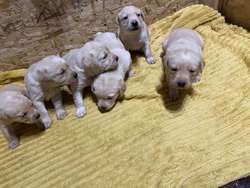 Labrador Puppies For Sale in Derbyshire | Image 4