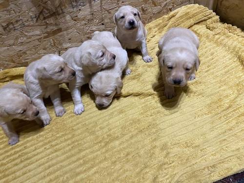 Labrador Puppies For Sale in Derbyshire - Image 4