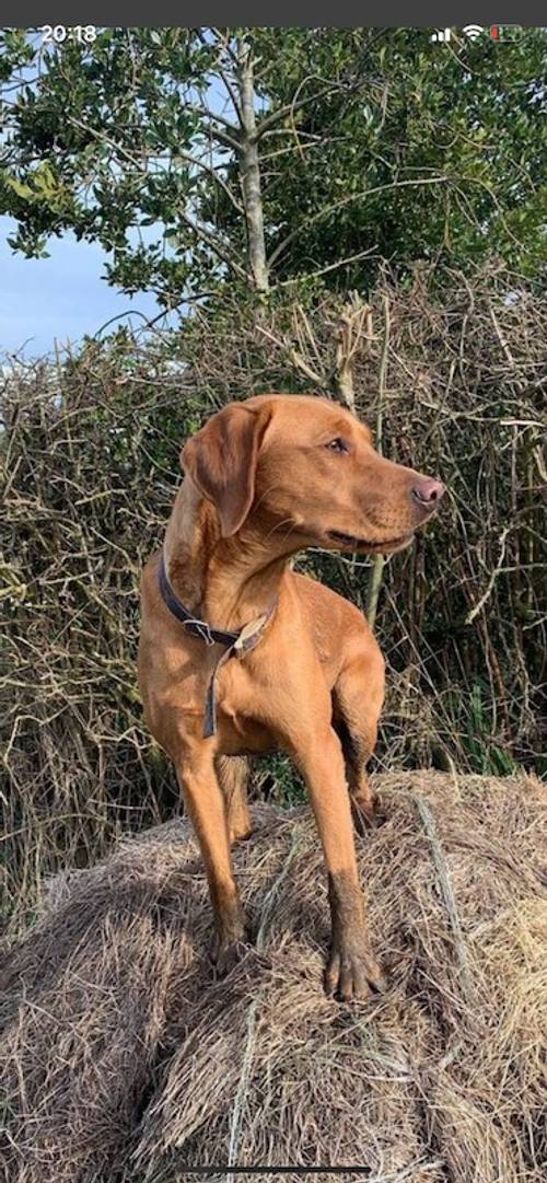 Labrador Puppies For Sale in Derbyshire - Image 6