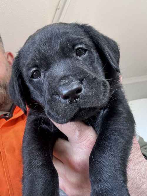 Labrador Puppies for Sale in Melrose, Scottish Borders