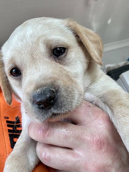 Labrador Puppies for Sale in Melrose, Scottish Borders - Image 4