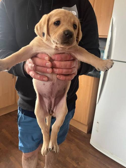 Labrador Puppies for Sale in Melrose, Scottish Borders - Image 7