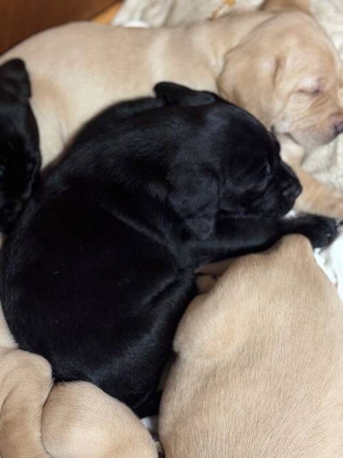Labrador Puppies for Sale in Melrose, Scottish Borders - Image 8
