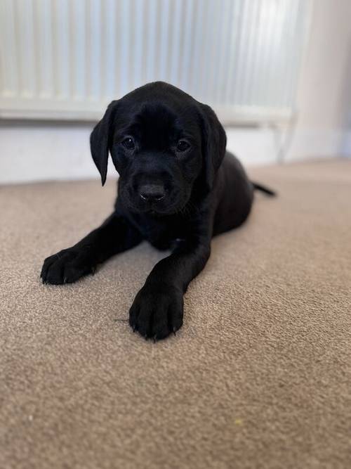 Labrador Puppies for Sale in Melrose, Scottish Borders - Image 2