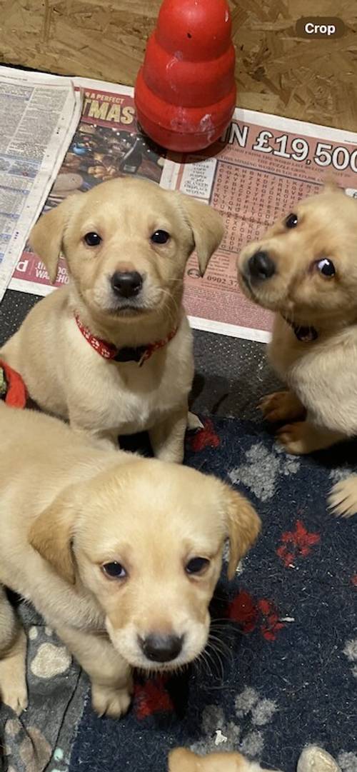 Labrador Puppies For Sale in Derbyshire - Image 12