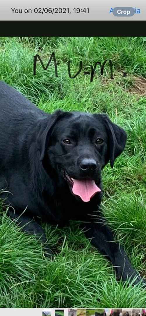 Labrador puppies for sale in Dawlish, Devon