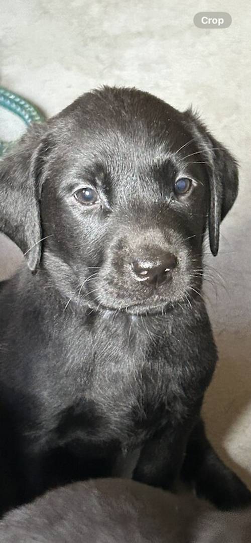 Labrador puppies for sale in Dawlish, Devon - Image 4