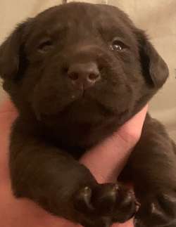 Labrador Puppies for sale in Bodmin, Cornwall | Image 2